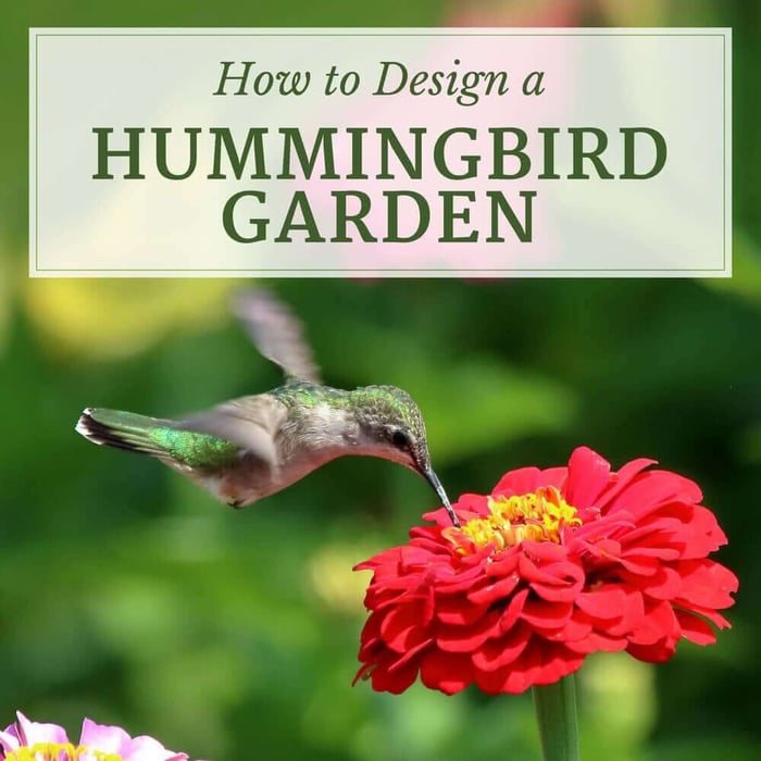 How to Design a Hummingbird Garden - Longfield Gardens