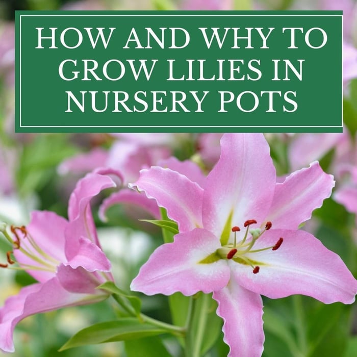 Growing Amaryllis Outdoors in Zones 9-11 - Longfield Gardens