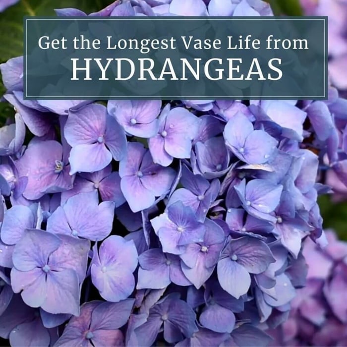 Get the longest vase life from hydrangeas Longfield Gardens