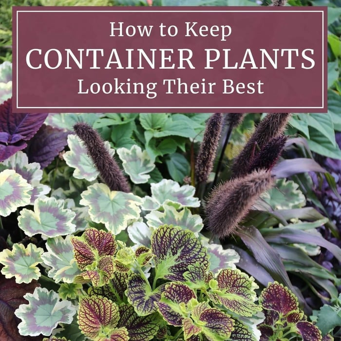 How to Keep Container Plants Looking Their Best