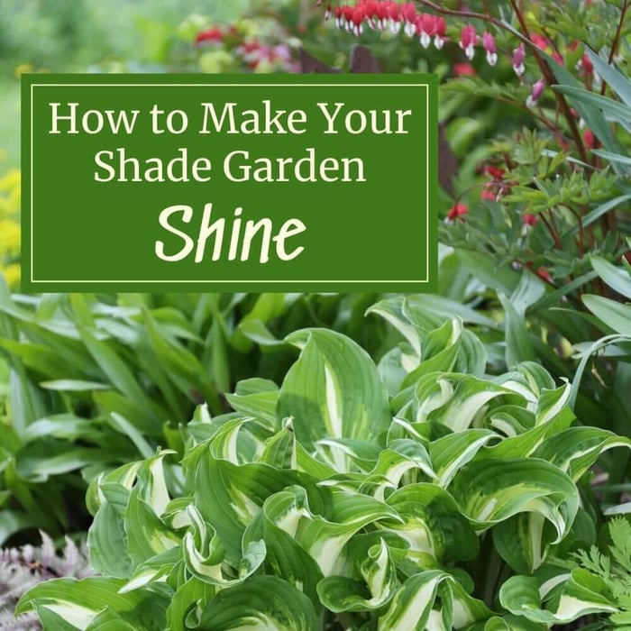 How to Make Your Shade Garden Shine - Longfield Gardens