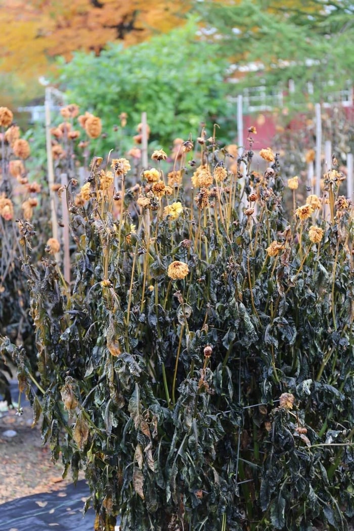 How-to-Overwinter-Dahlias-Longfield Gardens