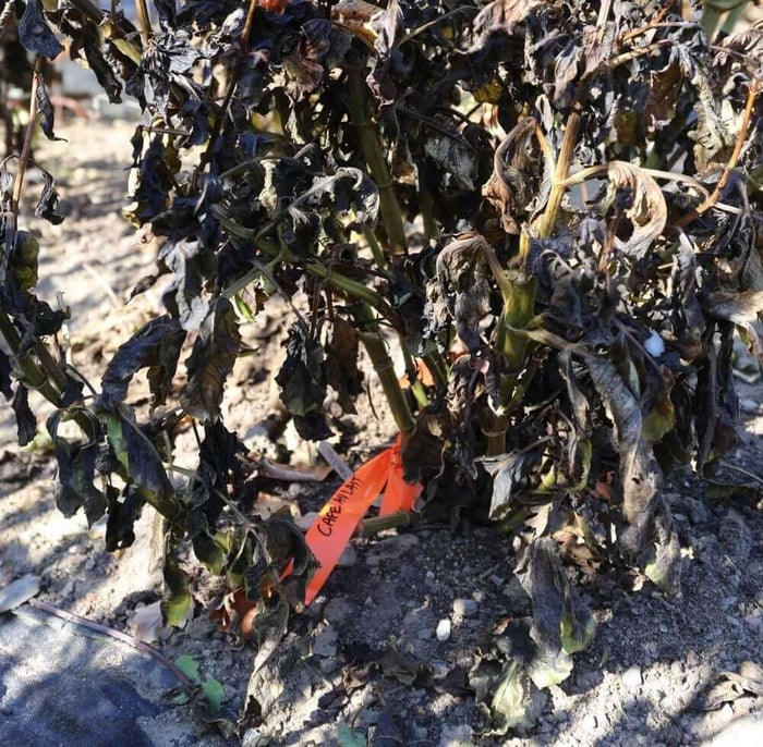 How-to-Overwinter-Dahlias -Longfield-Gardens