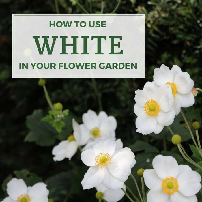How to Use White in Your Flower Garden - Longfield Gardens