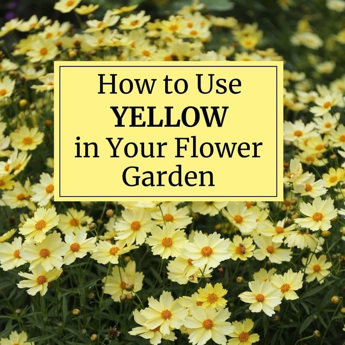 How to Use Yellow in Your Flower Garden - Longfield Gardens