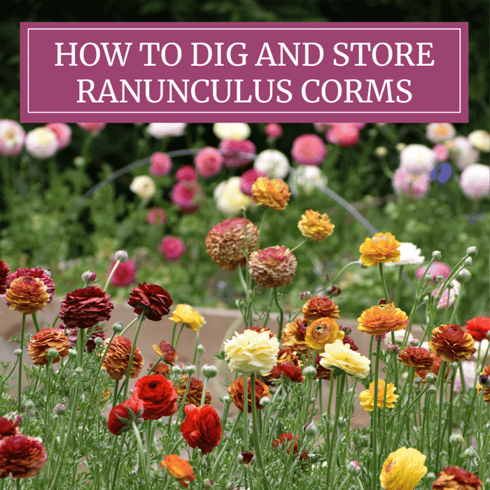 How to dig and store ranunculus corms longfield gardens