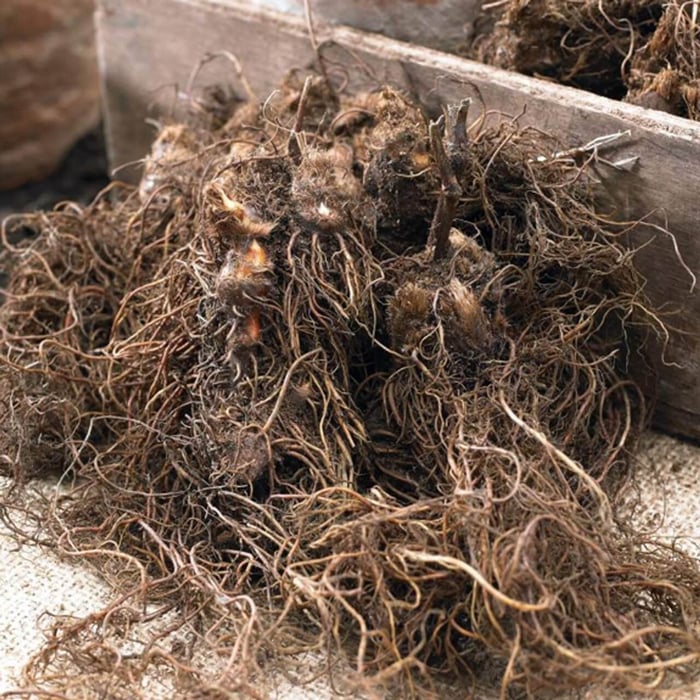 How to plant bare root perennials Longfield Gardens