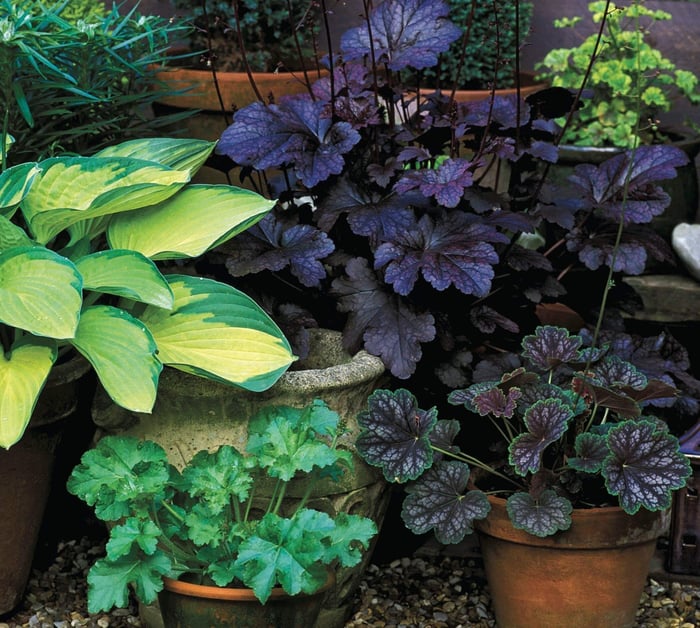 How to Make Your Shade Garden Shine - Longfield Gardens