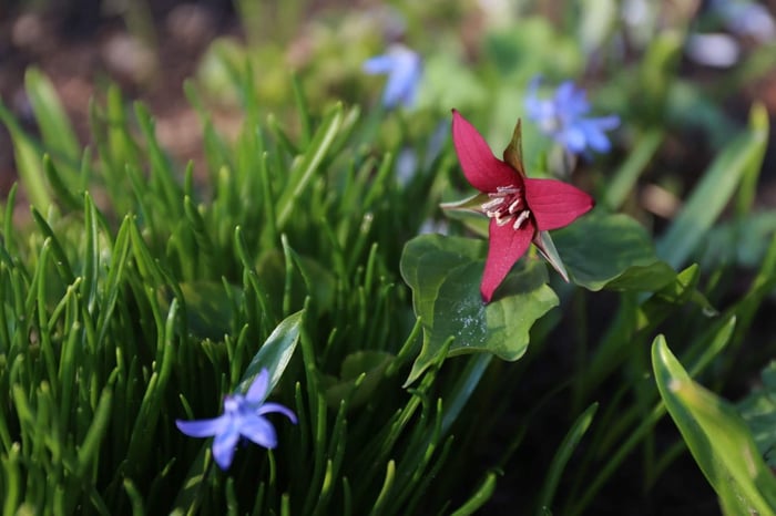 Welcome Spring With Trilliums - Longfield Gardens
