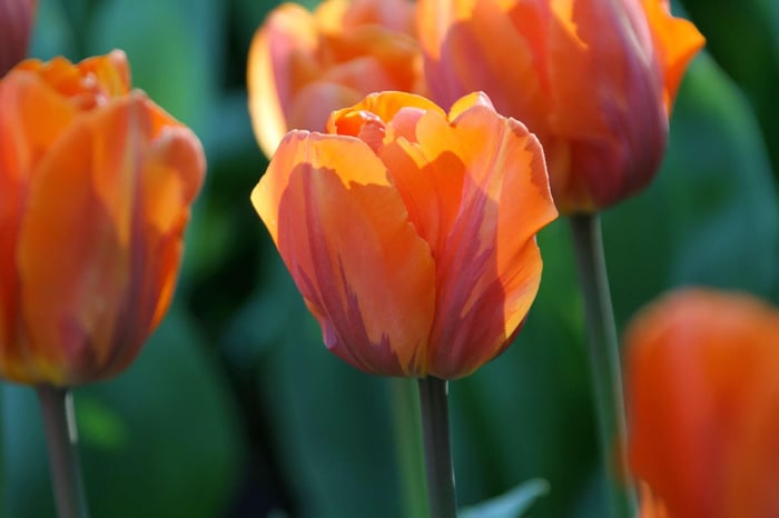 Timeless Favorite Tulips - Longfield Gardens