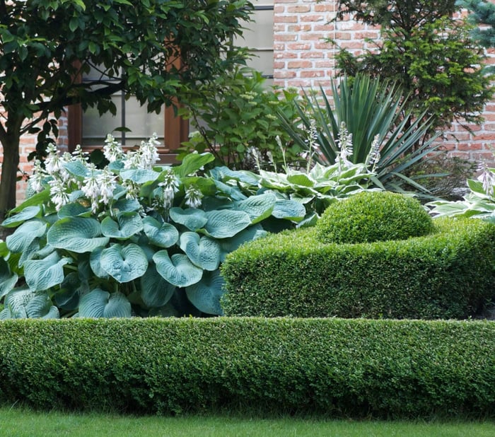 What's Your Favorite Hosta - Longfield Gardens