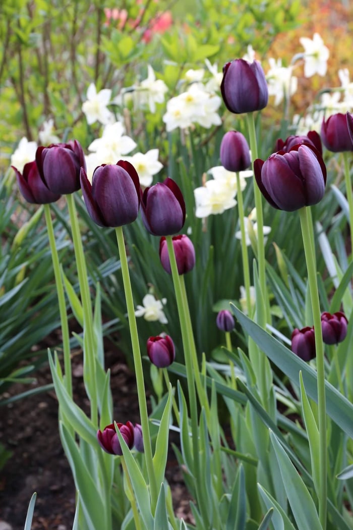 Timeless Favorite Tulips - Longfield Gardens
