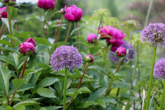 How to Combine Alliums with Perennials - Longfield Gardens