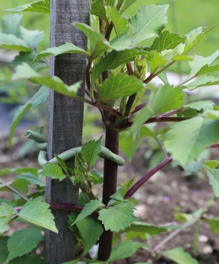 10 Questions About Growing Dahlias - Longfield Gardens