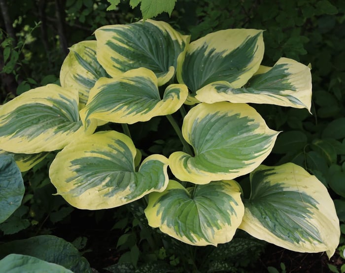 What's Your Favorite Hosta - Longfield Gardens