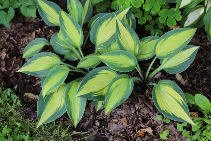 What's Your Favorite Hosta - Longfield Gardens