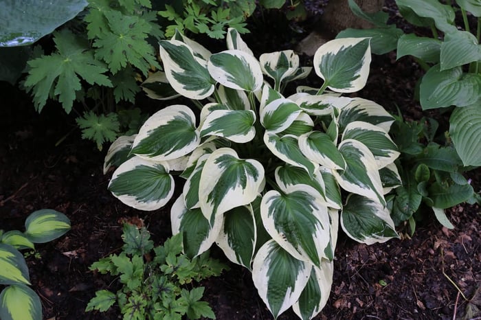 What's Your Favorite Hosta - Longfield Gardens