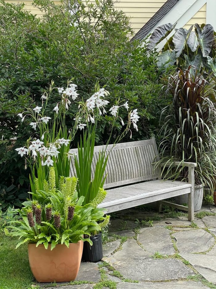Acidanthera Fragrant Flowers for Late Summer - Longfield Gardens