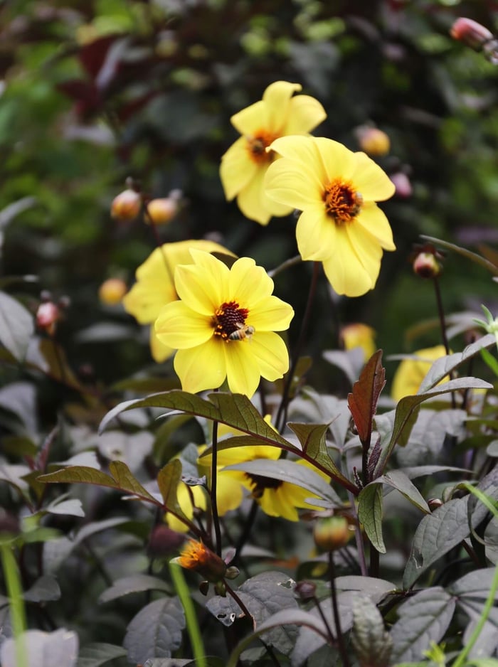 How to Use Yellow in Your Flower Garden - Longfield Gardens