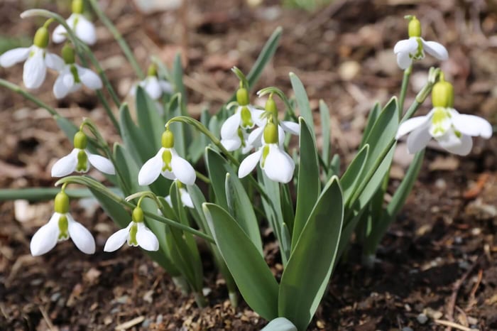 IMG_1490_snowdrops.jpg?v=1765891216