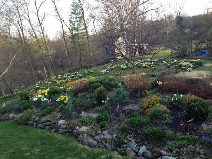 Spring daffodils naturalized in meadow