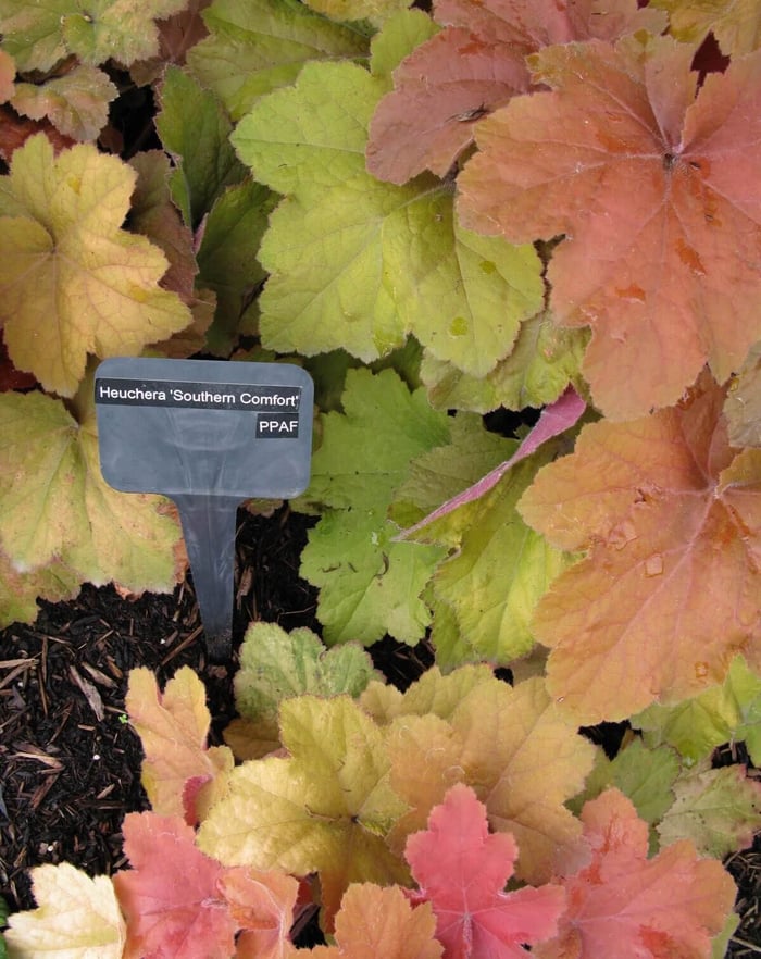 Colorful-Heucheras-for-Sun-or-Shade-Longfield Gardens