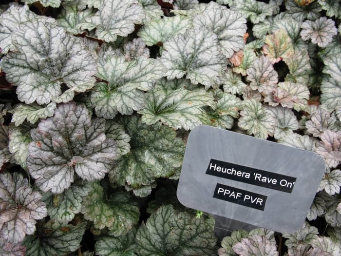 Colorful-Heucheras-for-Sun-or-Shade-Longfield Gardens