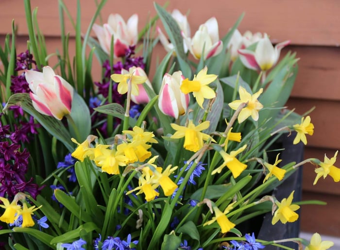 Year of the Tulip Five Ways to Celebrate - Longfield Gardens