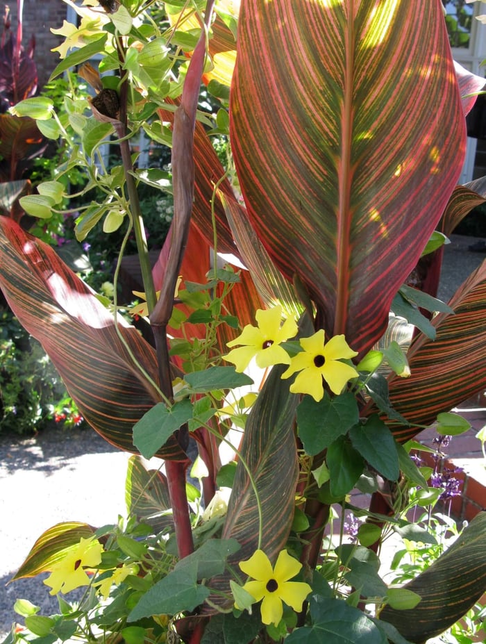 Canna Lilies are Wow Plants for Your Summer Garden - Longfield Gardens