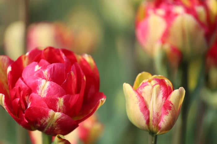 Color Changing Tulips - Longfield Gardens