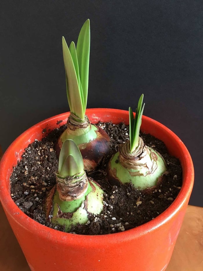 How to Know When Amaryllis Bulbs Will Flower - Longfield Gardens