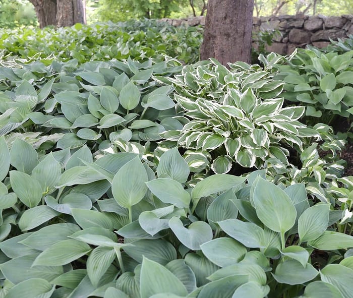 What's Your Favorite Hosta - Longfield Gardens