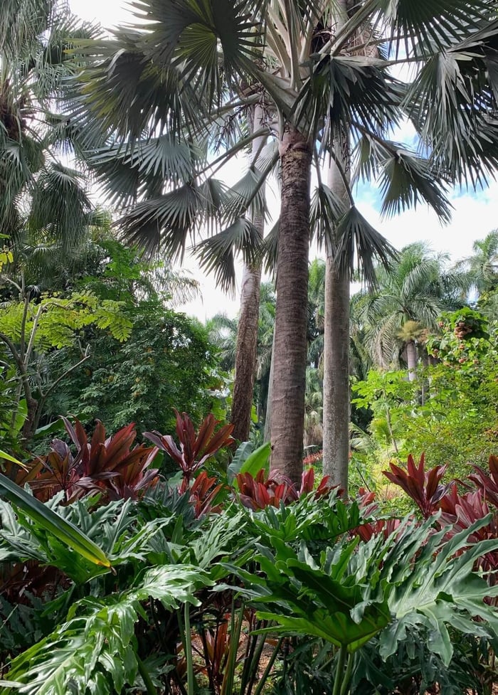 Understanding Cold Hardiness & Heat Tolerance - Longfield Gardens