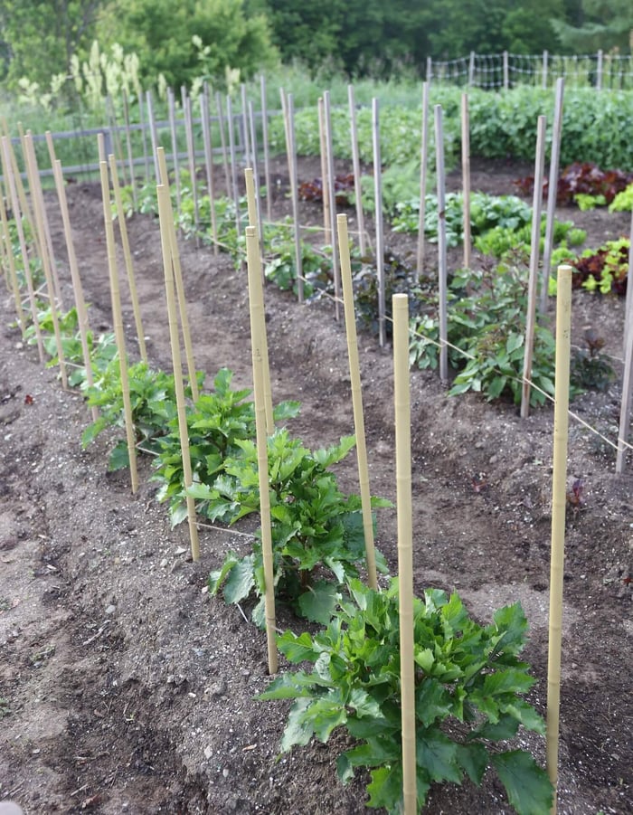Best Options for Staking Dahlias - Longfield Gardens