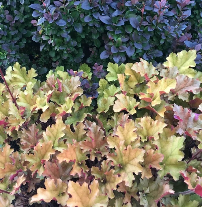 Colorful-Heucheras-for-Sun-or-Shade-Longfield Gardens
