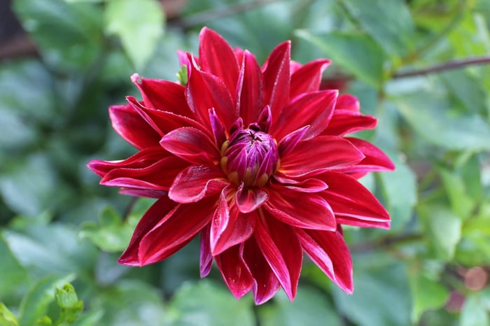 How to Use Red in Your Flower Garden - Longfield Gardens