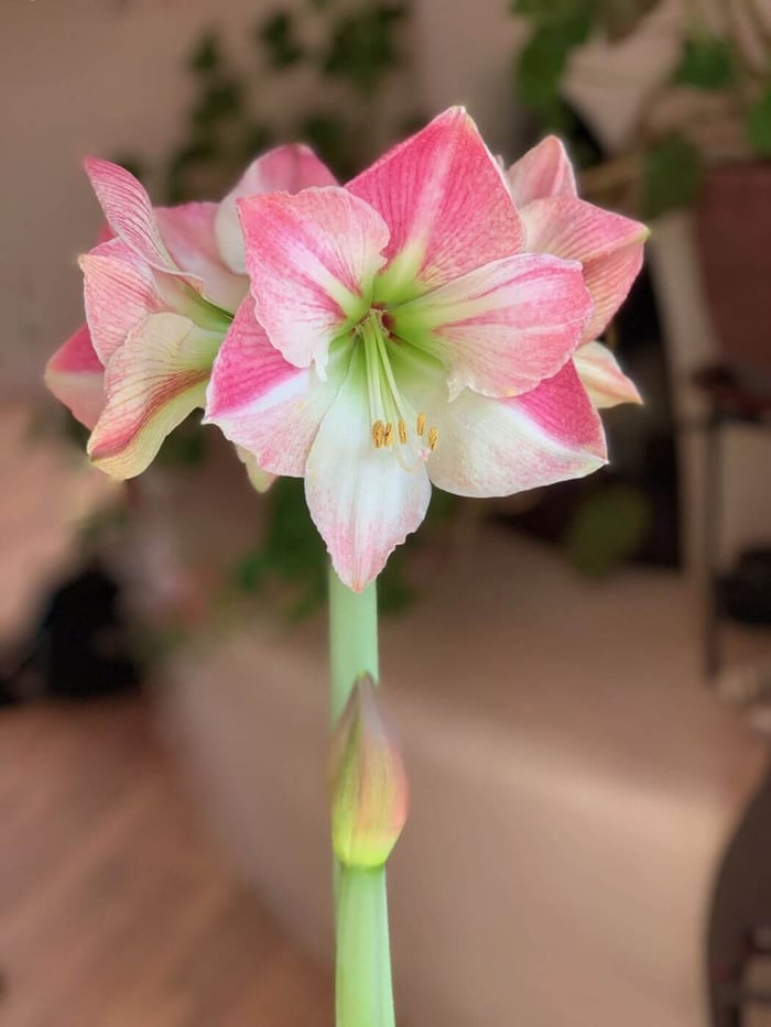 IMG_3145.jpg?v=1765891275