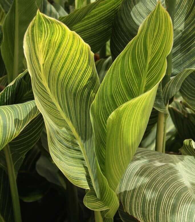 Canna Lilies are Wow Plants for Your Summer Garden - Longfield Gardens