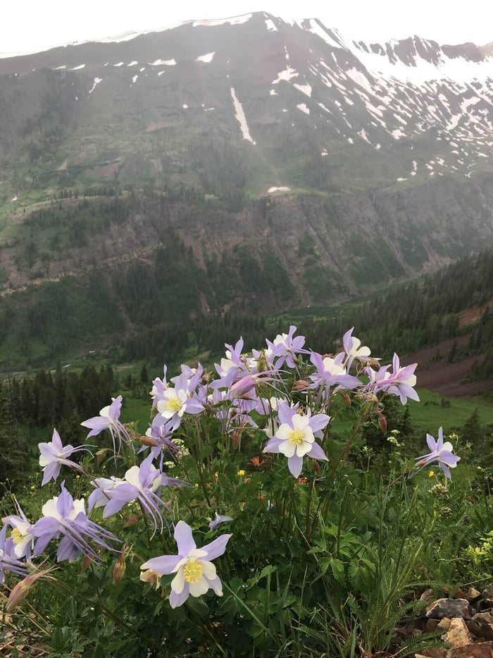 Understanding Cold Hardiness & Heat Tolerance - Longfield Gardens