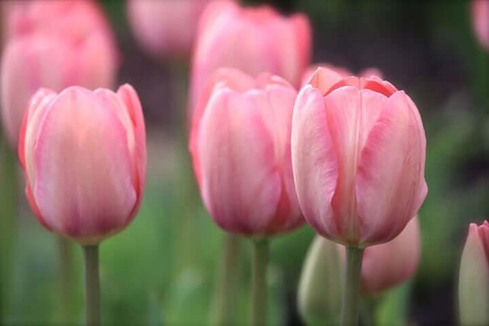 The Perfect Pair Daffodils and Hostas - Longfield Gardens