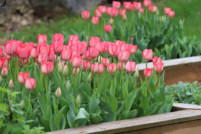 Flower Bulbs with Vegetables - Longfield Gardens