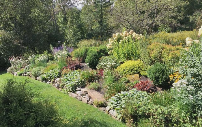 Best Ground Covers for Sun - Longfield Gardens