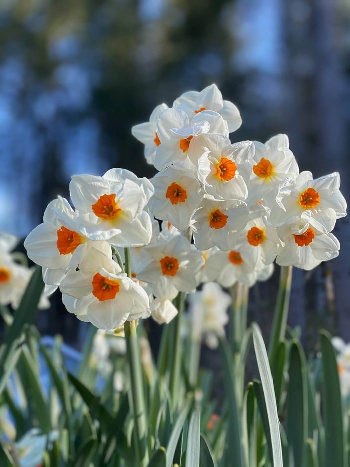 Behind the Scenes with Flirty Fleurs - Longfield Gardens