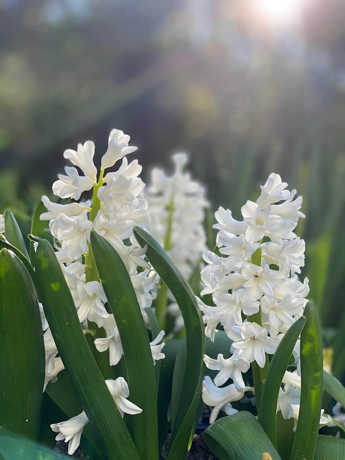 Behind the Scenes with Flirty Fleurs - Longfield Gardens