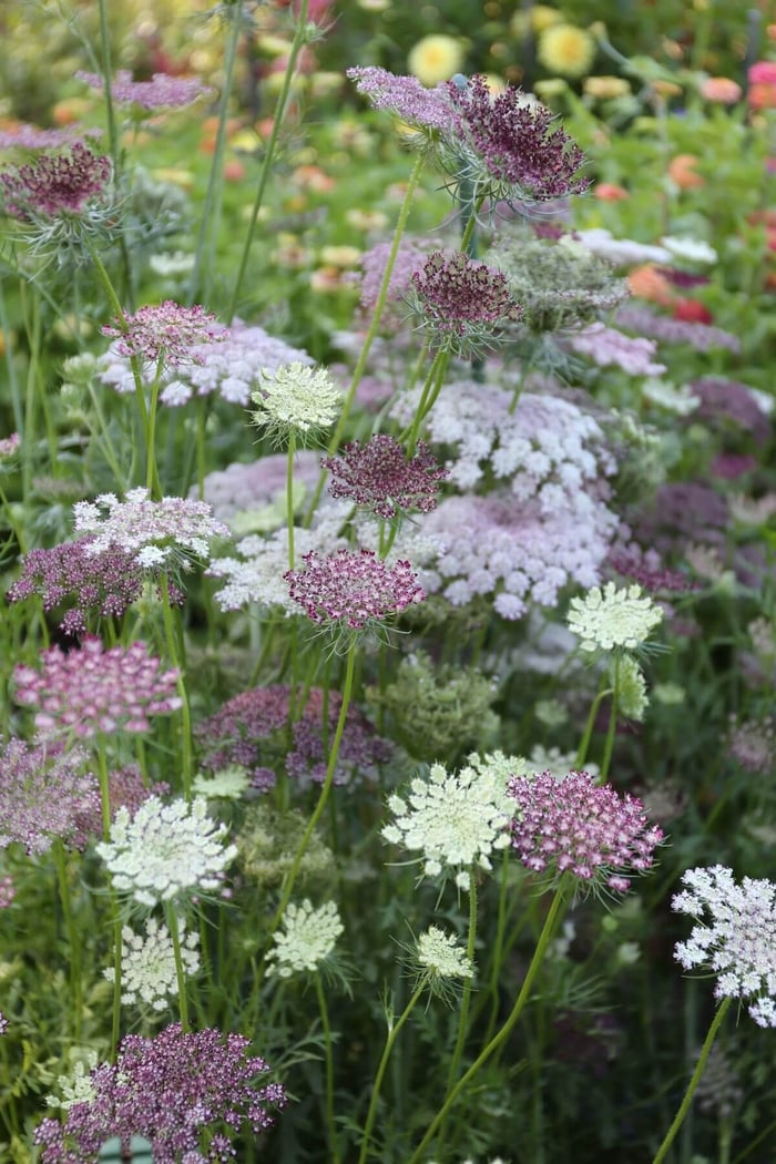 Bee-Friendly Flower Styles - Longfield Gardens