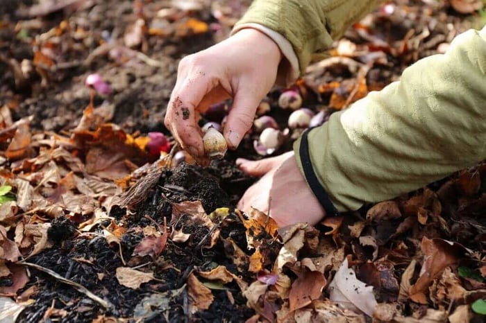 Fall-Planted Flower Bulbs Why Size and Quality Matter - Longfield Gardens