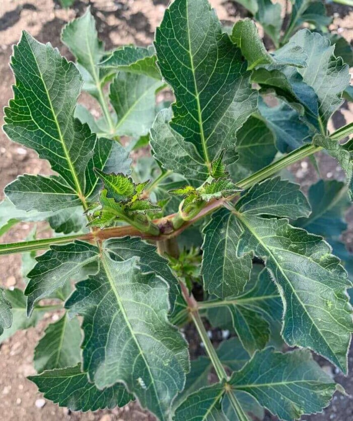 10 Questions About Growing Dahlias - Longfield Gardens