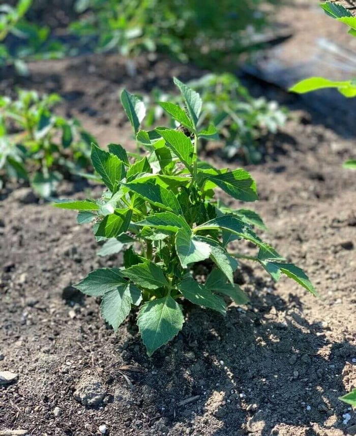 10 Questions About Growing Dahlias - Longfield Gardens