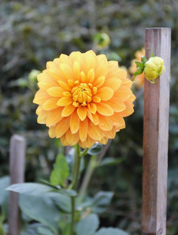 Best Options for Staking Dahlias - Longfield Gardens