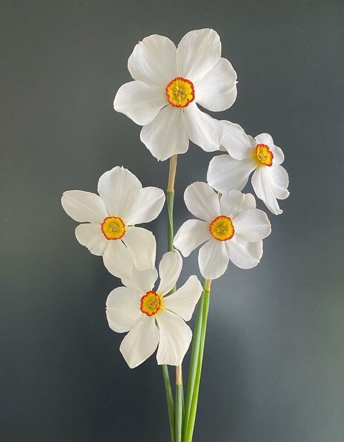 Behind the Scenes with Flirty Fleurs - Longfield Gardens